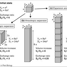 These cells tend to be larger than the cells of bacteria, and have developed specialized packaging and transport mechanisms that may be necessary to support their larger size. Pdf Plant Cell Size Control Growing By Ploidy