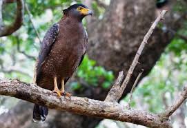 Seluruh gambar pada gambar burung rajawali clipart dan website ini 100% gratis, sebagai. Burung Elang Ular Bido Spilornis Cheela Burung Burung Elang Elang