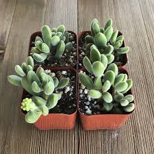 Image result for Crassula maputensis