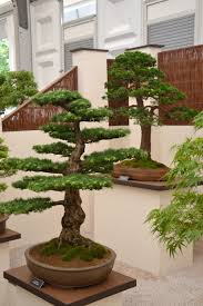 All the primary plants used for bonsai. Free Photo Bonsai Display Aesthetics Pot Miniature Free Download Jooinn