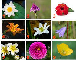 Well, what do you know? Guess The Flower Flowers Flower Pictures Types Of Flowers