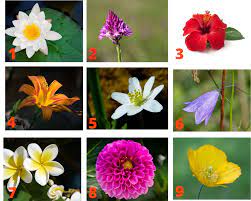 Their diversity allows us to make our gardens special and unique. Guess The Flower Flowers Flower Pictures Types Of Flowers