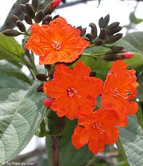 Image result for Cordia