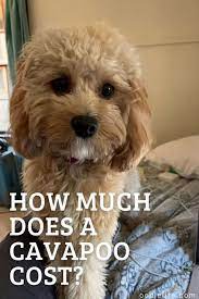 Cavapoos make great companions for anyone, from small children to an older people. How Much Does A Cavapoo Cost Price Guide Oodle Life