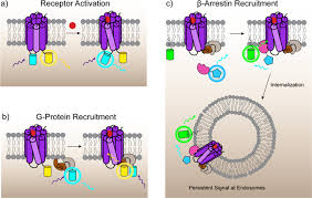 Molecular Spies in Action: Genetically Encoded Fluorescent Biosensors Light  up Cellular Signals | Chemical Reviews