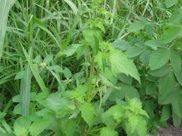 Image result for Hyptis