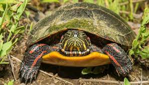 States reptiles and amphibians different colors. The Painted Turtle Aka The Sun Turtle Caresheet All Turtles