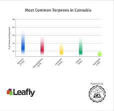 What Is Myrcene And What Does This Cannabis Terpene Do Leafly