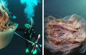 Lion S Mane Jellyfish Is The Biggest Jellyfish In The World Lion S Mane Jellyfish Mane Jellyfish