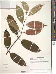 Image result for Pauridiantha viridiflora
