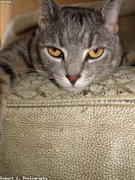 The kitchen is the heart of the home, so decorating it has always been a high priority. Little Jonathan Deanna And Ashley Howard Stern On Nigikeabherd Bbgrottone It