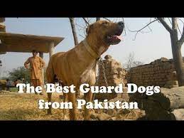 The 5 Best Guard Dogs From Pakistan Youtube
