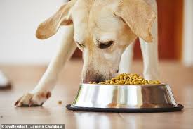 We did not find results for: Revealed The Pet Foods Being Investigated For Giving Your Dog Heart Disease Daily Mail Online