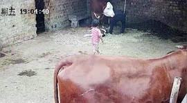 This goat was then cast out in the desert as part of yom kippur. Newsflare Chinese 4 Year Old Avoid Serious Injuries After Being Rammed By Aggressive Sheep