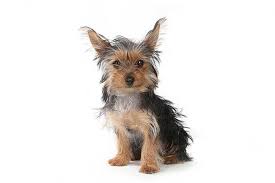 Minimum of 4 dogs earning titles. Teacup Yorkie Is This Mini Yorkie The Perfect Choice For You