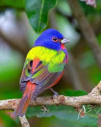 Small Green Bird With Red Spot On Head Rainbow Bird Known As Painted Bunting Is One Of The Many Beautiful Birds On Our Planet With Their Vivid Fusi Beautiful Birds Pet Birds Cute Birds