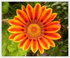 White canna flower that is ready to bloom in garden with a natural Orange Flower By Ryano292 On Deviantart
