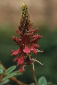 Image result for Indigofera lydenburgensis