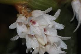 Image result for Eulophia hirschbergii