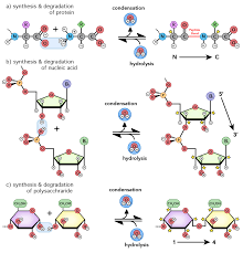 If we see the molecule of water and how they act, we would notice that each water molecule attracts its neighbors. Molecular Interactions Noncovalent Interactions