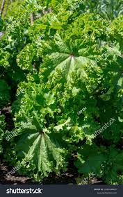 Image result for Malva verticillata