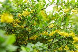 Check spelling or type a new query. Immagini Stock Bel Albero Con Fiori Gialli Priorita Bassa Di Natura Image 41733681