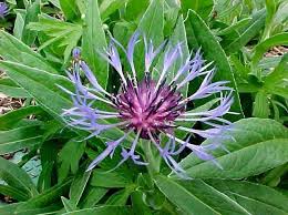 Image result for Centaurea praecox