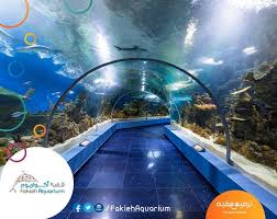 Fakieh Aquarium فقيه أكواريوم Posts Facebook