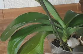 Occasionally wipe off the dust from the leaves with a damp cloth, as dust will block light from reaching. Why Are The Leaves On My Orchid Wrinkled Smart Garden Guide