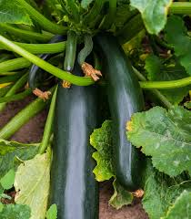 It is really flavorful, one of the best tasting zucchinis available. Zucchini Black Beauty Heirloom Cucurbita Pepo 30 Seeds