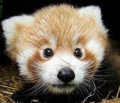 Just Too Cute Adorable Red Panda Cubs Born At British Zoo That Look Like Teddy Bears Emerge From Their Nest Box For First Time Red Panda Baby Red Panda Cute Animals