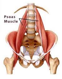 Almost every muscle constitutes one part of a pair of identical bilateral. The Seat Or Muscle Of The Soul A Psoas By Any Other Name Books By Richard Tardif