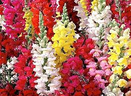 Le piante ornamentali con bacche rosse, nere, arancioni commestibili ve ne sono moltissime. Fiore Cane Nome Scientifico Foto Descrizione Natura 2021