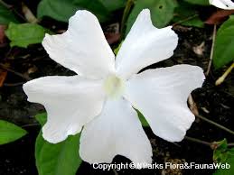 Image result for Thunbergia annua