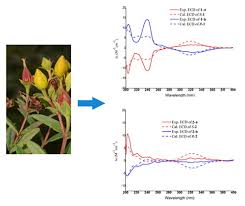 Image result for Hypericum peplidifolium