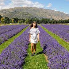 Lavender Farm In Wanaka New Zealand Nz Travel Lavender Farm Girls Trip