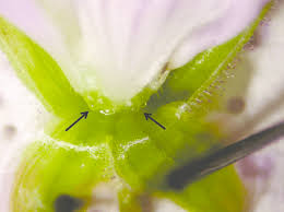 Spring is sprung, celebrate with beautiful spring flowers. Position Of The Nectaries In A G Sylvaticum Flower Arrows Show Nectar Download Scientific Diagram