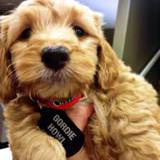 My Doodle Mr Gordie Howl Aka Doxiepoo 50 Red Long Haired Dachshund 50 Red Toy Poodle 100 Long Haired Dachshund Dachshund Puppy Miniature Dachshund Mix