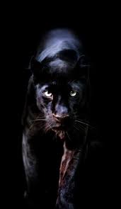 Tiger Wallpaper Iphone Bird Wallpaper Cheetah Wallpaper Black Panther Animal Wallpaper Phone 3265186 Hd Wallpaper Backgrounds Download 101 black panther hd wallpapers and background images.