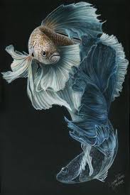 Siamese Fighting Fish Three By Wayne Pruse Siamese Fighting Fish Fish Painting Betta Fish
