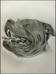 Pin On American Pit Bull Terrier Apbt Game Dog Working Pitbull Conditioned Apbt Pitbull Bull Dogs Pitbull Dog Red Nose Adba