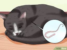 Sometimes that watery discharge is a sign that your cat's eyes are in full fight mode against a threat. How To Treat Third Eyelid Protrusion In Cats 8 Steps