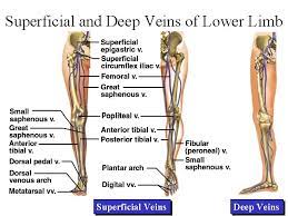 Chapter 20 Blood Vessels And Circulation General Anatomy