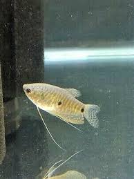 Blue Gourami Aquarium Fish For Sale Tropical Fish Aquarium Live Aquarium Fish