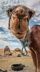 In khiva, the old town called ichon qala looks much as it did. Camels