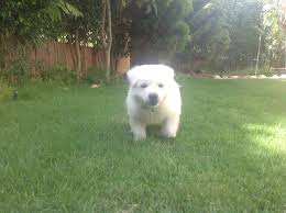 White german shepherd puppies price. Long Coat White German Shepherd Puppy Dog Kennel
