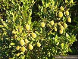 Image result for Diospyros dichrophylla