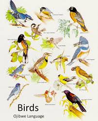 Bird Bird Bird Is The Word Bird Word List Ojibwe Language Nature Posters Smokey The Bears Amazing Nature