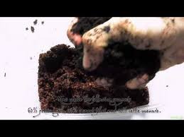 Image result for Entada phaneroneura