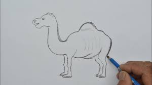 Easy camel drawing from images.hellokids.com. Pin On How To Draw